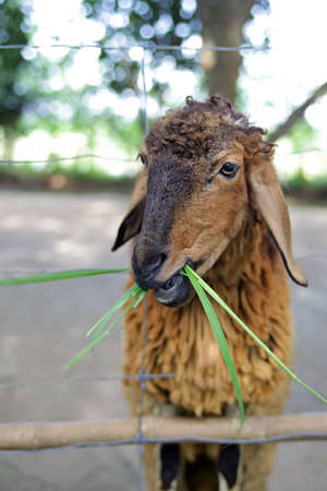 feeding sheepの写真素材