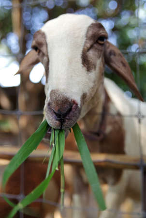 Cute sheep feedingの写真素材