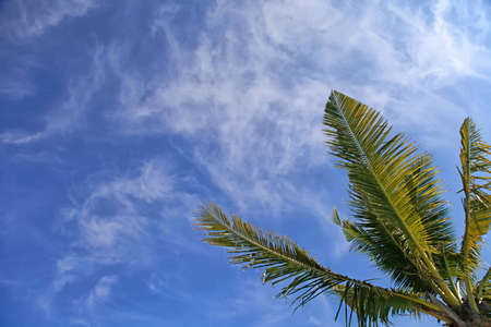 Palmtree leaf and blue sky