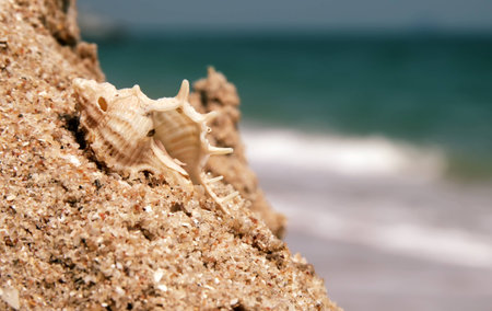 sea shell with sand as backgroundの写真素材