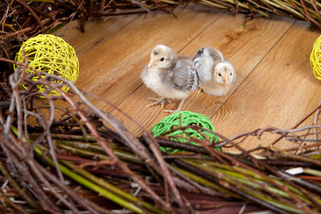 two chicksの写真素材