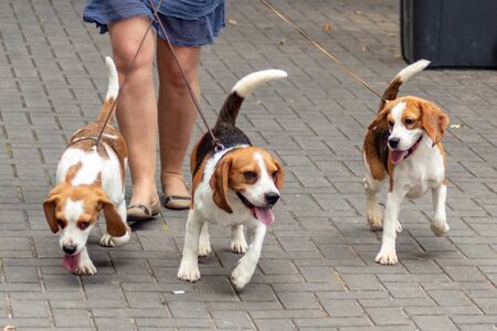 Three dogs beagle on dogs exhibitionの写真素材