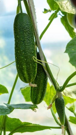 Three ripe cucumbers: large, medium and small on a branch in the garden.の写真素材