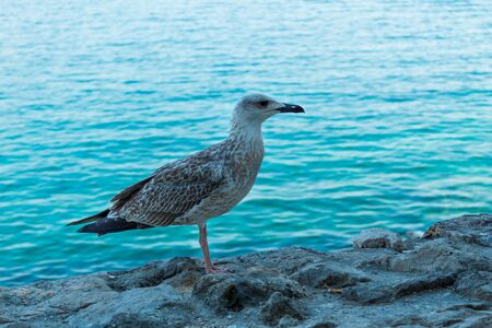 Big bird on a background of the sea landscape. Turquoise water. Close-up. Blurred background. Krk, island of Krk, Croatia.の写真素材