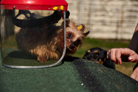 Yorkshire terrier Nika, peeps out from behind the mask during coronavirus outbreak, stands on a table in April, Vinius district, Lithuaniaのeditorial素材