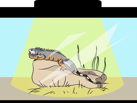 iguana in a terrarium illustration.のイラスト素材