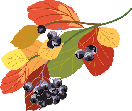 chokeberryのイラスト素材