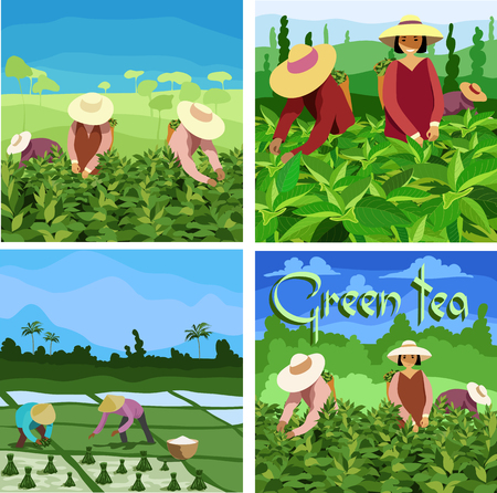 Tea pickers. set picturesのイラスト素材