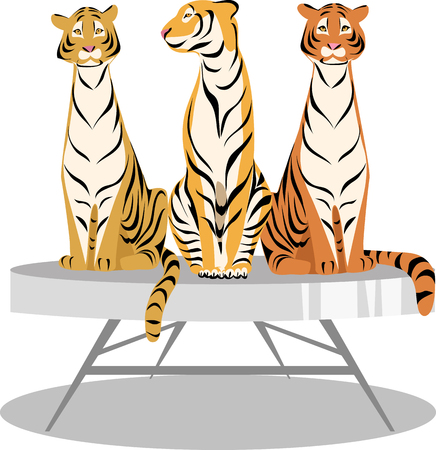 Trained tigers in the circus isolated on whiteのイラスト素材
