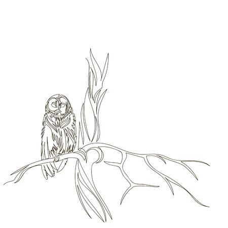 owl. vector outline image of an owl on a tree. owl on a branch. one line. continuous lineのイラスト素材