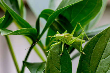 Green grasshopper on the grass with green leaves. Macro.の写真素材