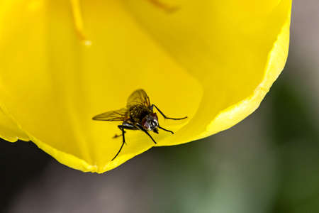 Fly on a large yellow tulip flower. Macro.の写真素材