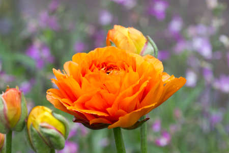 orange bright flower on a green background of grass in the gardenの写真素材