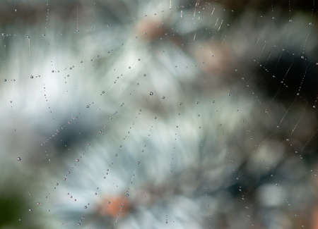 Background. Drops of morning dew on strings of cobwebs in a summer garden. Macro.の写真素材