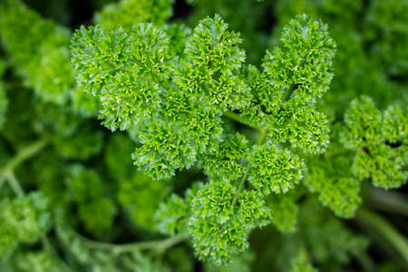 Background. Green leaf of curly parsley in the garden.の写真素材