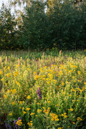 Scenery. A forest glade with blooming yellow wildflowers against a background of green trees. July evening, setting sun, good weather.の写真素材