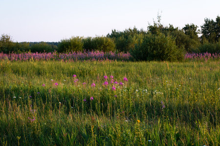 Blooming pink ivan tea in the meadow. Evening walk through the countryside. In the background, green bushes and a light sky. Calmness.の写真素材