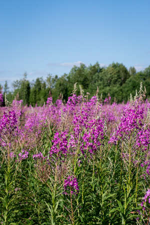 Scenery. Sunny summer day. Pink fireweed flowers bloom in the field. In the background there is a forest. Blue sky, white clouds. Countryside.の写真素材