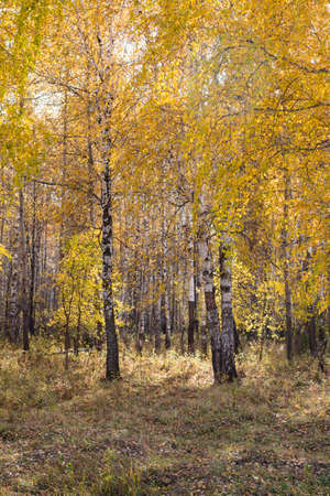 Birches with yellow falling leaves in an autumn park. A bright, sunny day.の写真素材