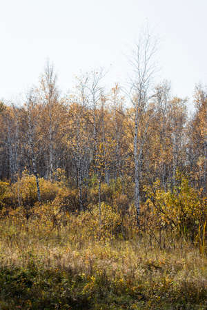 Autumn transparent forest against a pale blue sky. Yellow leaves flew from the trees. Old, dry grass in the foreground.の写真素材