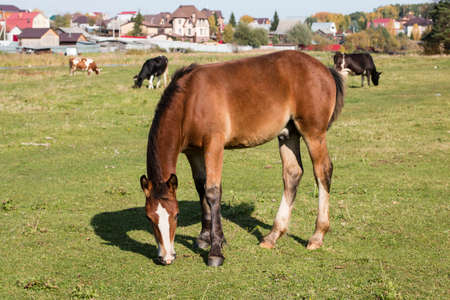 The horse is eating grass in the pasture. Cows graze in the distance. Animals on the background of village houses.の写真素材