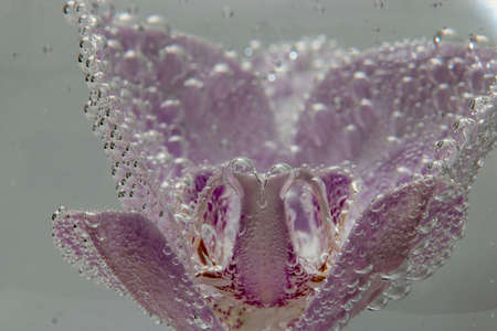 Pink orchid flower in water with bubbles behind glass. Macro.の写真素材