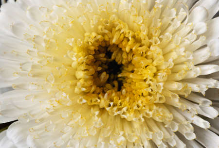 Beautiful aster close-up, white flower with a yellow heart, floral background, beautiful flowers. Macro.の写真素材