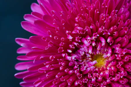 Beautiful aster close-up, pink flower, floral background, beautiful flowers. Macro.の写真素材