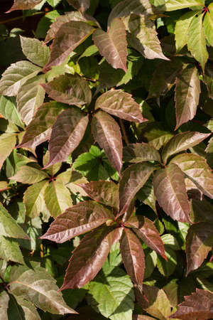 Wild grapes with red and green leaves in an autumn garden on a sunny day. Background.の写真素材