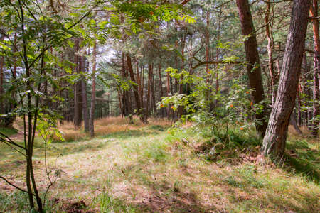 Trees and bushes with green foliage in the forest on a sunny summer day. Landscape.の写真素材