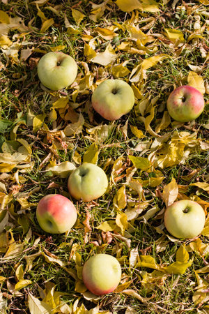 Fallen apples in the grass around the apple tree in the autumn garden. Fruits lie on the ground with yellow leaves.の写真素材