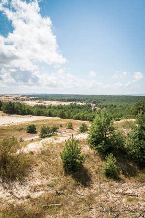 Landscape with yellow, sandy dunes, green, coniferous trees, blue sky and white clouds. Baltic coast.の写真素材