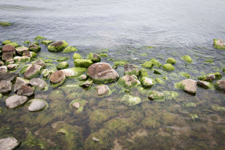 Stones covered with algae and marine crustaceans lying in shallow water. Further swaying sea, gray...
