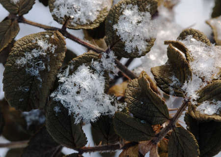Close-up of large snow crystals on a frozen rosehip leaf. Winter frosty sunny day. Bokeh.の写真素材