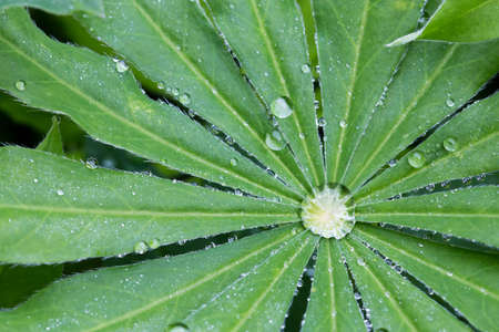 Symmetrical green delphinium leaves with raindrops in the summer garden. Macro.の写真素材