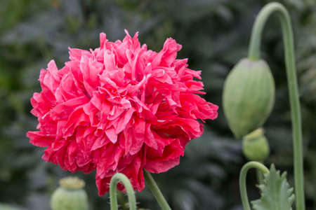 Close-up of open flower and bud of pink peony poppy on green background of summer garden grass.の写真素材