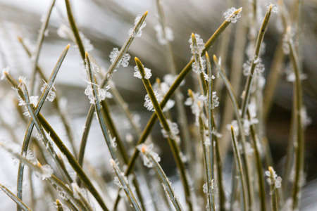Ice crystals on the needles of green cedar needles on a frosty winter day. Close-up. Outdoors.の写真素材