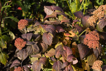 Ornamental plants in the autumn garden. Landscaping of the garden. Red leaves and wilted flowers of Japanese spirea.の写真素材