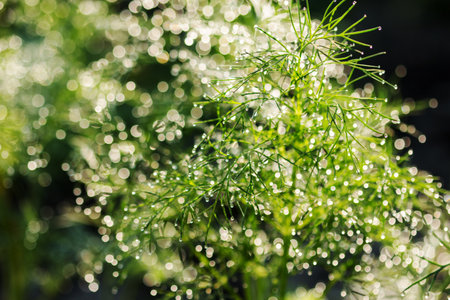 Natural, bright, green background. Water droplets on grass leaves create glare in bright sunlight. Close-up, bokeh. Nature and sustainable development theme. On open air.の写真素材