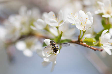 Close-up of white flowers on a fruit tree with a flying bee. Sunny, spring, warm day.