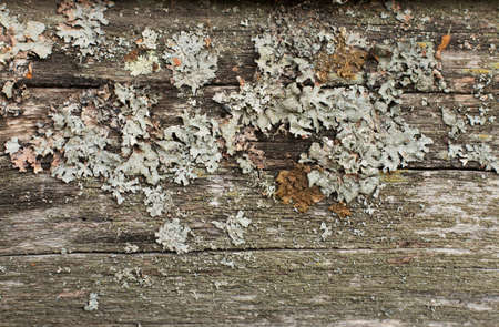 Texture of old gray wood with cracks. Textured brown and gray-green moss grew on the surface.の写真素材