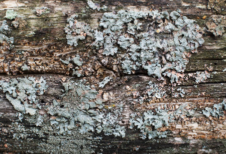 Texture of old gray wood with cracks. Textured brown and grey-green moss grew on the surface. Close-up.の写真素材