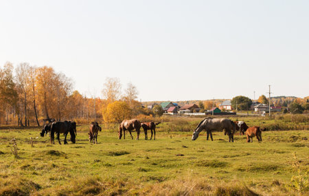 A herd of horses and cows grazes on a village pasture against the backdrop of yellow and green trees and a blue sky. Autumn colors, long shadows. Bright, sunny day. Countryside. Cattle breeding.の写真素材