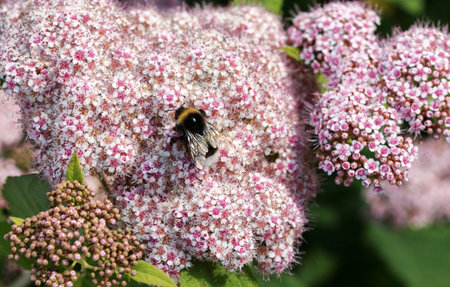 Close-up of a bumblebee collecting pollen from pink flowers of a shrub. The summer sun is reflected in the wings of an insect. Macro.の写真素材