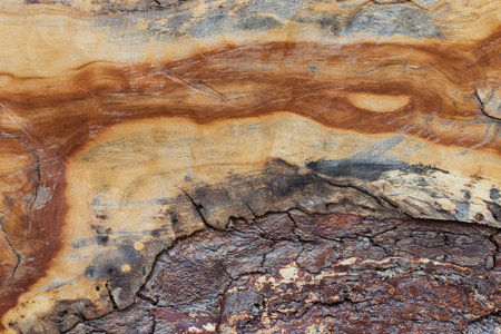 Background texture of natural wood. Close-up longitudinal section of a tree trunk. old stump textureの写真素材