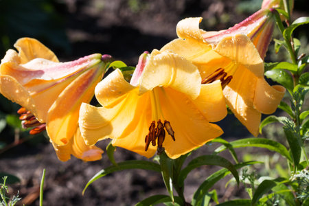 Yellow Asiatic lilies with drops of water on the petals bloom after rain in the morning, summer garden. Close-up.の写真素材