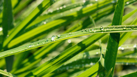 Beautiful, clean drops of fresh morning dew in a macro on a long leaf of green grass. Summer in nature. Artistic depiction of a clean environment. Bokeh. Glare of the sun.の写真素材