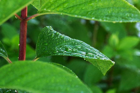 Flowing raindrops on a green leaf in the garden after the rain. Selective focus. Close-up. Macro.の写真素材