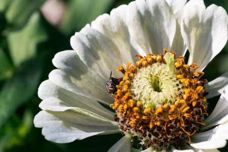 An insect on a flower with white petals and yellow inflorescences in the middle in the garden against a background of blurred green grass. A fly with red eyes collects nectar.の写真素材