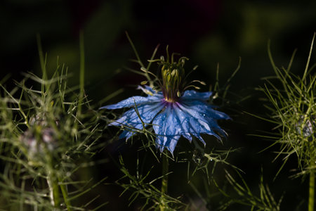 Close-up of morning dew on blue flower leaves with green blurred background. Early summer morning.の写真素材